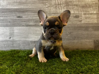 Französische Bulldogge - King 