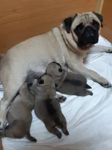 Papillon - Apple Of My Eye 