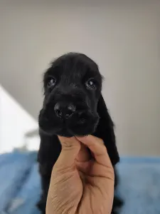 Английский кокер-спаниель - Silent Knight