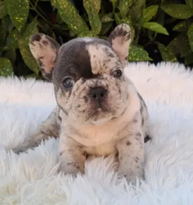 Bulldog francese - Dolores