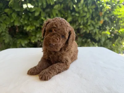 Caniche Nain - Indy