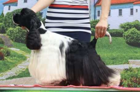 Amerikai cocker spániel - Over The Moonlight Ramos