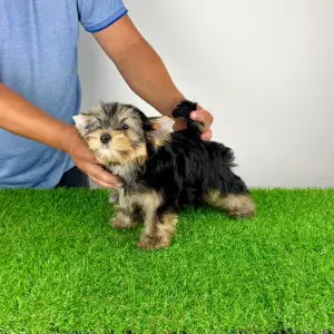Yorkshire Terrier - Zonky