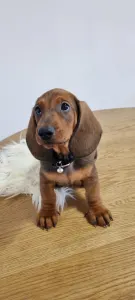 Dachshund - Athos The Brave