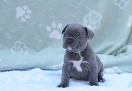 Francouzský buldoček - Magnus