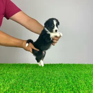 Australian Shepherd - Vox
