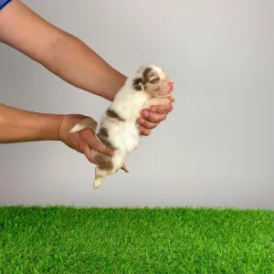 Australian Shepherd - Docki