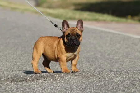 Francia bulldog - Udon