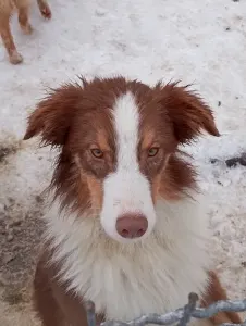 Australian Shepherd - Dailos Money Talks