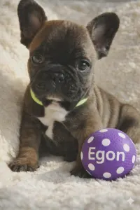 Bulldog francez - Egon