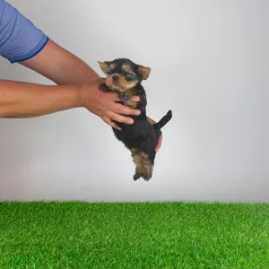 Yorkshire Terrier - Wolke