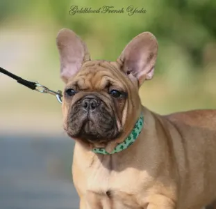 French Bulldog - Yoda