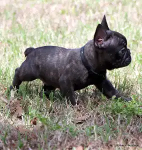 Bouledogue français - Lyon