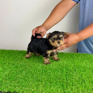Yorkshire Terrier - Alpur