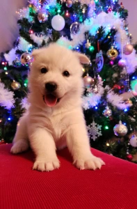 Siberian Husky - Ametiszt Of Polar Moonlights