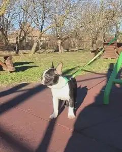 Terrier de Boston - Keny