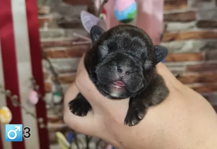 French Bulldog - Ragnar