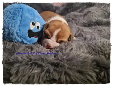 American Staffordshire Terrier - Gangster Bro