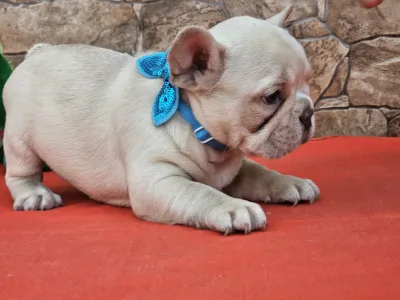 French Bulldog - Dante