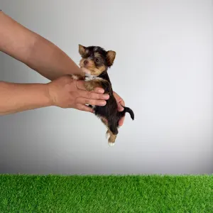 Yorkshire Terrier - Medox