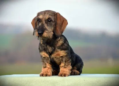 Tacskó - Pearls Of Seven Hills Becky