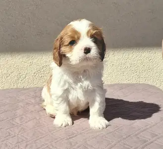 Cavalier King Čarles Španiel - Joker