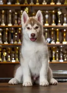 Szibériai husky - Saint Michael Island Im Above Everything 