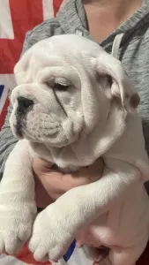 Englische Bulldogge - Andor