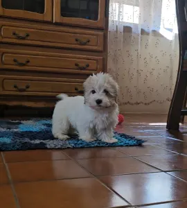 Coton de Tulear - Tony
