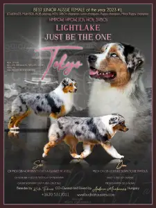 Australian Shepherd - Budnat Aussies