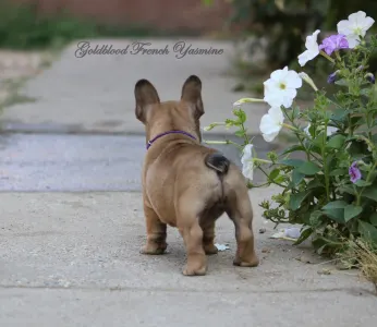 Francia bulldog - Yasmine 