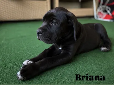 Cane Corso - Briana