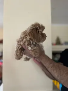 Maltipoo - Maltipoo Toy Karla