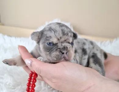 French Bulldog - Zyva