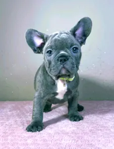 French Bulldog - Mark