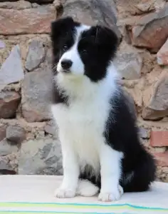 Border Collie - Leclway 
