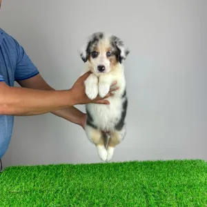 Australian Shepherd - Sillie