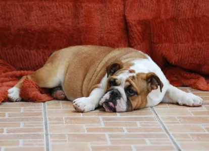 Bulldog - Rengőhegyi-ormán Delisa