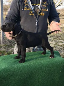 Cane Corso - Forza Di Diavolo Conan