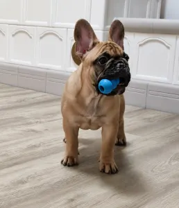 Bouledogue français - Elmo