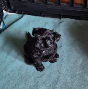 Pinczer małpi - Asmos