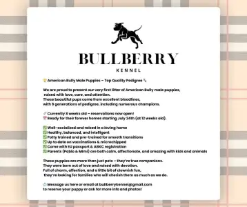Amerikai Bully - Standard - Silvanberry