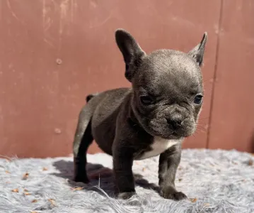 Французский бульдог - Selena
