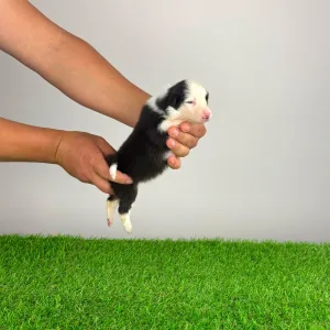 Australian Shepherd - Genovina
