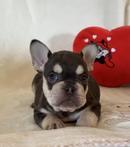 Francouzský buldoček - Zeusz