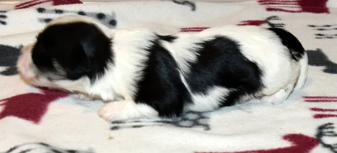 Havanese - Oro De Habana Yaffa