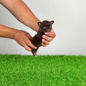 Chihuahua - Freda