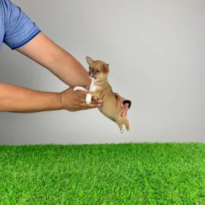 Chihuahua - Hidra