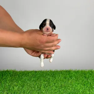 Кавалер кинг-чарльз-спаниель - Mirjam