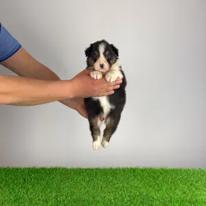 Australian Shepherd - Cagan